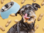 Coupe pour chiens en metal avec insertion enlevable 350ml