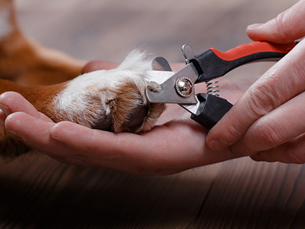 Coupe-griffes pour chien coupe-griffes pour chat ciseaux avec griffes verrouillables
