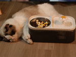 Abreuvoir automatique pour chat fontaine d'eau pour chien filtre bol alimentaire