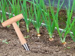 Púa para plantar bulbos brocheta de jardín medida de madera