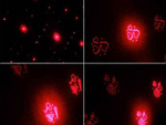 Laserprojektor stroboskop laser disco lautsprecher