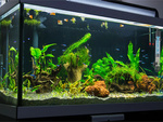 Grzałka do akwarium 50w regulacja temperatury termostat wydajna 50l grzanie