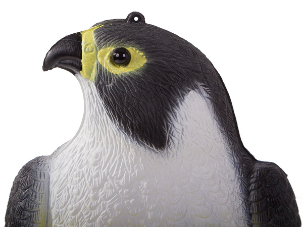 Halcón ahuyentador de aves estorninos palomas ratones grandes