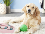 Jouet éducatif pour chien jeu de friandises logique jeu de puzzle olfactif