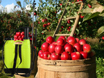 Backpack pressure sprayer garden hand sprayer lance 12l