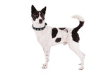 Tachonado collar de perro de cuero ecológico ajustable m