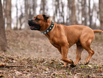 Studded dog collar eco leather adjustable l