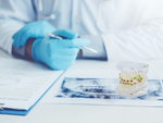 Modelo dental mandíbula dientes ortodoncia