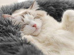 Esponjosa cama para perro cama para gato suave cojín sofá 80cm