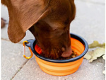Silicone folding bowl for dog cat travel travel light 800ml