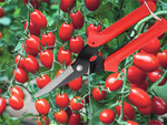 Podadora manual podadora de arbustos podadora de césped podadora de plantas