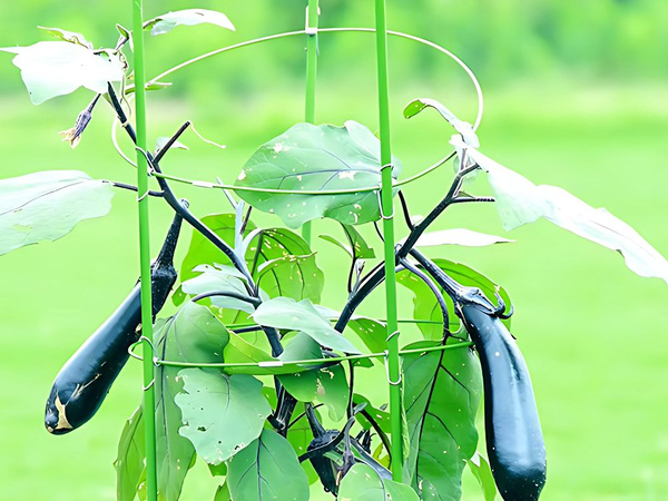 Blumenring pflanzenstütze rund stabile leiter