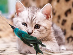 Cat toy fishing rod feather rattle play toy