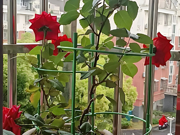 Cserepes növénytámasz 3 gyűrűs karika kerek kerti karika