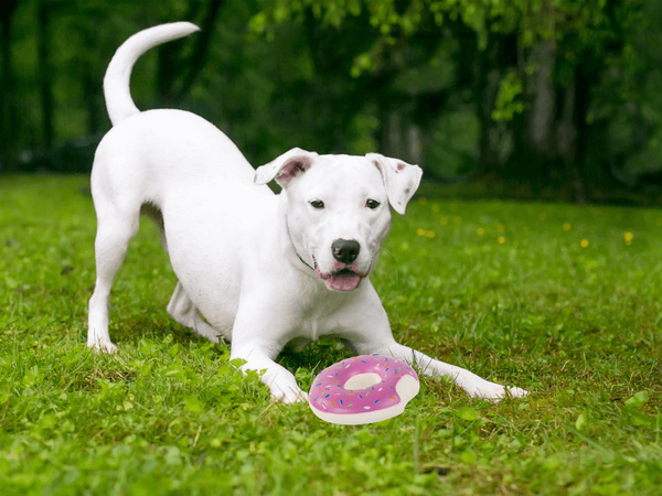 Juguete para perro gato de goma chirriador masticar brote de goma chirriador