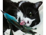 Cat toy fishing rod feather rattle play toy