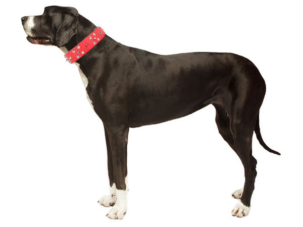 Studded dog collar eco leather adjustable xl