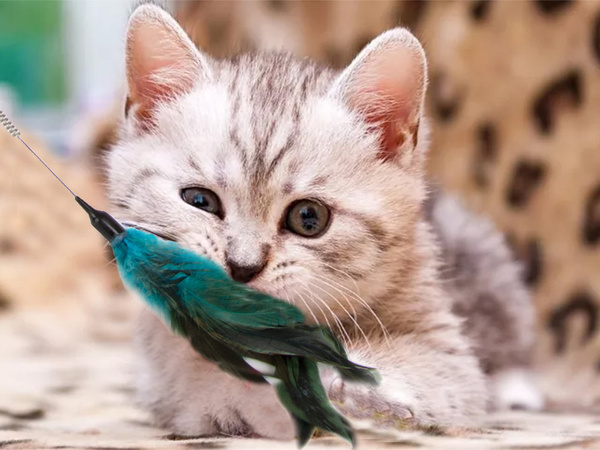 Cat toy fishing rod feather rattle play toy