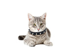 Studded dog collar eco leather adjustable m