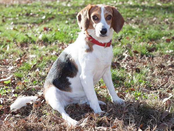 Nööpidega koera kaelarihm ökonahast reguleeritav m