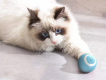 Juguete para gato perro bola de escape led vibración eléctrica usb bola