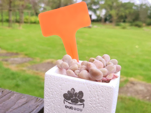 Növényleírás táblák vetés jellemzők 50db