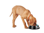 Comedero metálico antideslizante para perros grande 1l