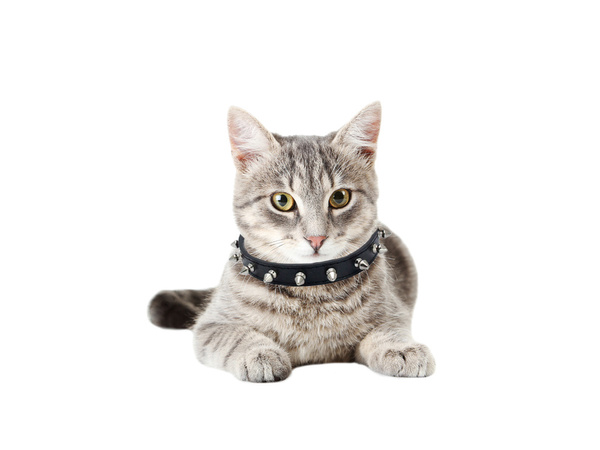 Studded dog collar eco leather adjustable m