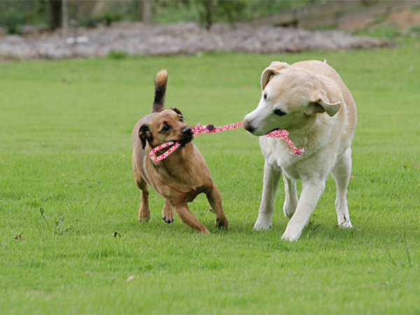 Juguete para perros cuerda de tirar fuerte cuerda larga