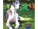 Cuenco de silicona para perros plegable touristic carabinieri 400ml