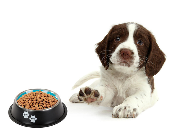 Bol en métal antiglisse pour chien 400ml