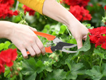 Podadora manual de jardín tijeras para arbustos
