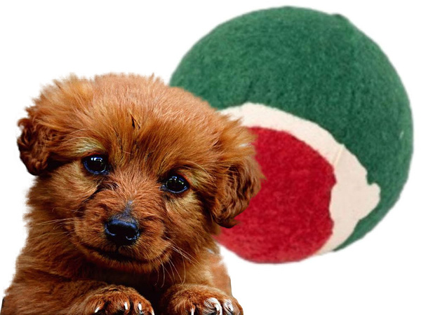 Ensemble de jouets pour chien 4 pcs mélange de jouets à mâcher cadeau de noël