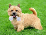 Juguete para perro juguete para perro tug cuerda fuerte hueso