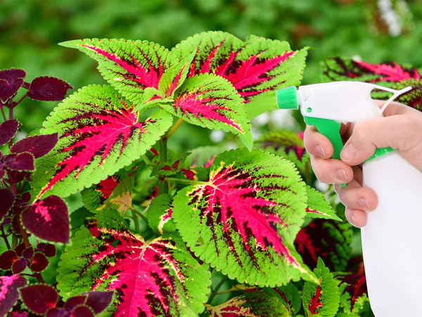 Ruční postřikovač na zahradní květiny 1000 ml