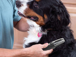 Electric hair comb brush for dog cat animal hair