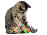 Frettchen laufender ball entlaufenes katzenspielzeug