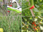 Agrafeuse pour plantes agrafeuse pour tomates ligature de vigne