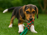 Juguete masticable para perros cuerda trenzada