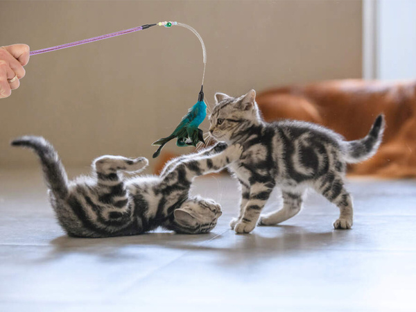 Juguete para gatos caña de pescar sonajero de plumas juguete de juego