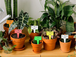 Plant description labels seeds characteristics 50pcs