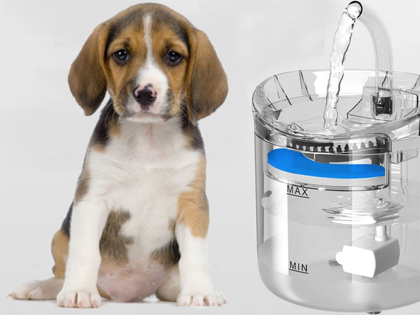 Abreuvoir automatique pour chat chien fontaine abreuvoir bol silencieux