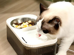 Abreuvoir automatique pour chat fontaine d'eau pour chien filtre bol alimentaire