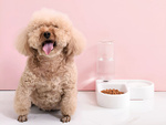 Gamelle double 2en1 avec réservoir de 500 ml pour chien et chat