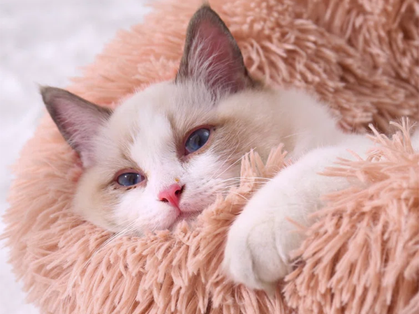 Plush dog bed cat playpen soft cushion couch bedding 100