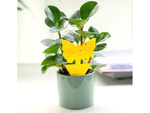 Yellow pot stickers yellow sticky for scale insects fruit flies 12 pcs