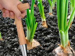 Planting pick for planting bulbs garden skewer wooden measure