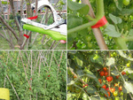 Capsator pentru plante tapener de grădină legător de viță de vie pentru tomate