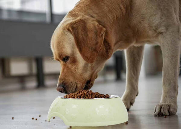 1200ml metal dog cat feeding bowl large