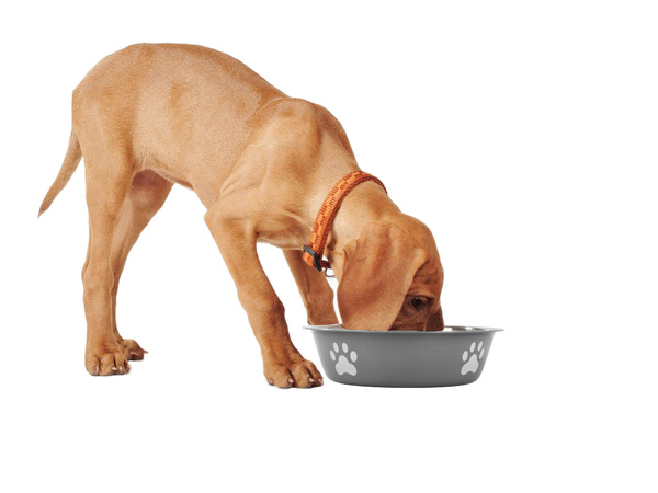 Dog cat food water bowl metal anti-slip pot large 700ml